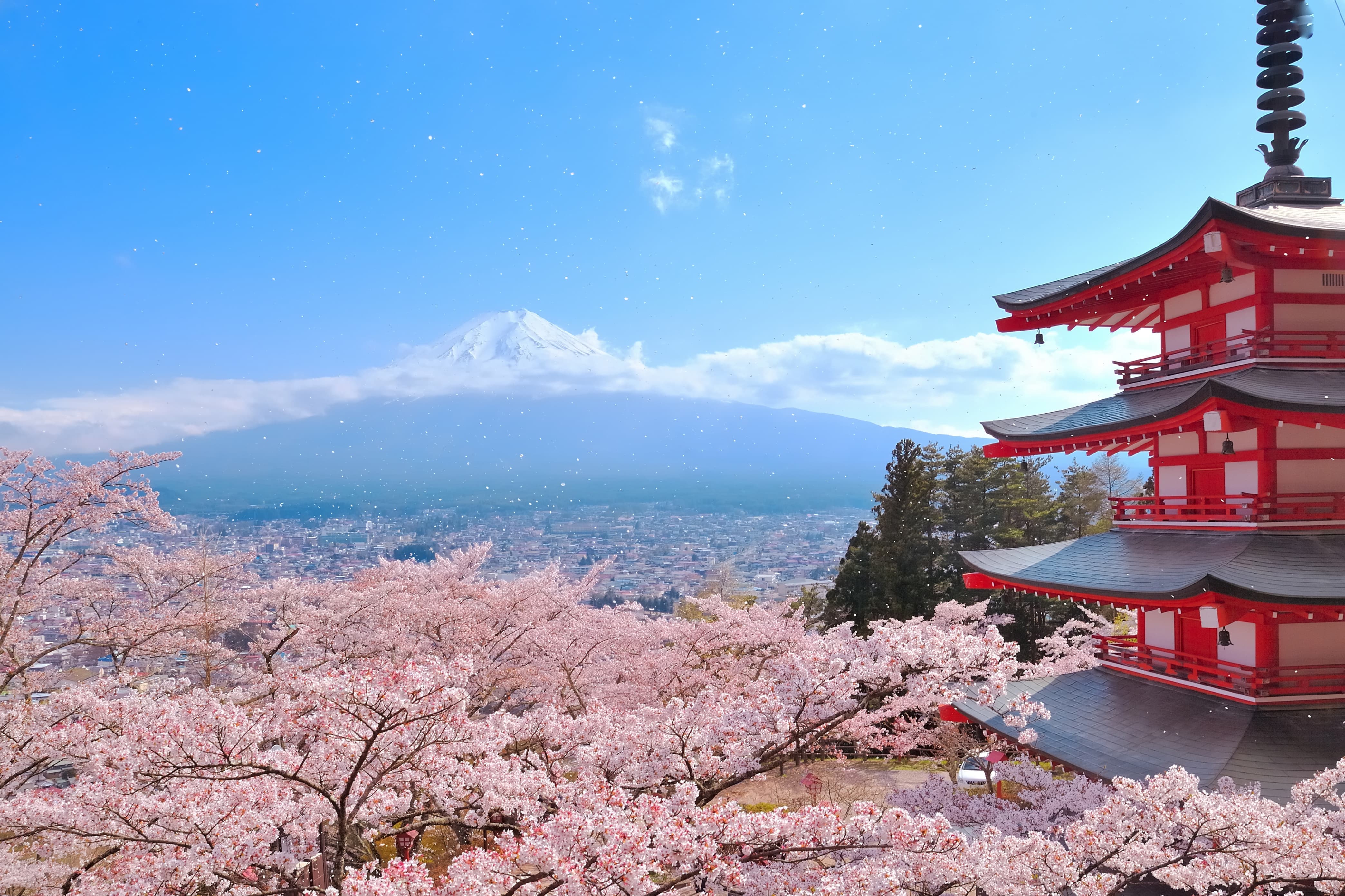 富士山と新倉浅間神社の桜